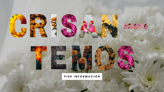 significado de los crisantemos en un funeral