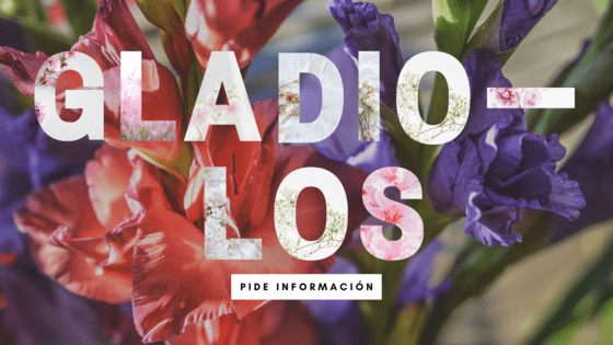 significado de los gladiolos en un funeral
